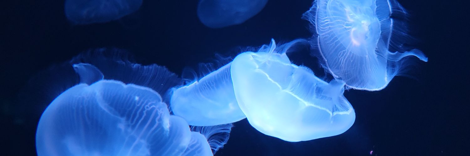 sbnu7_'s profile banner image