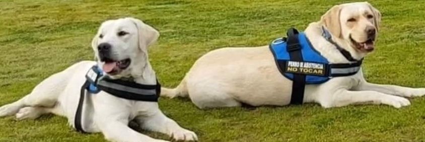 Associació Discan banner