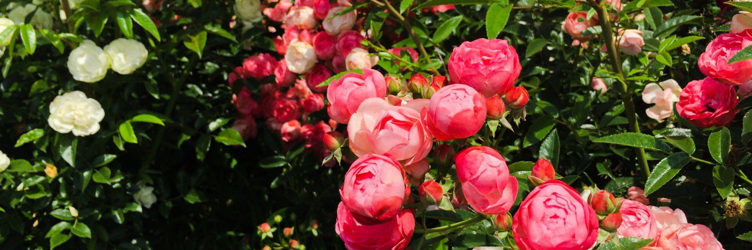 tomomy Jan@今年こそ痩せる♪ banner