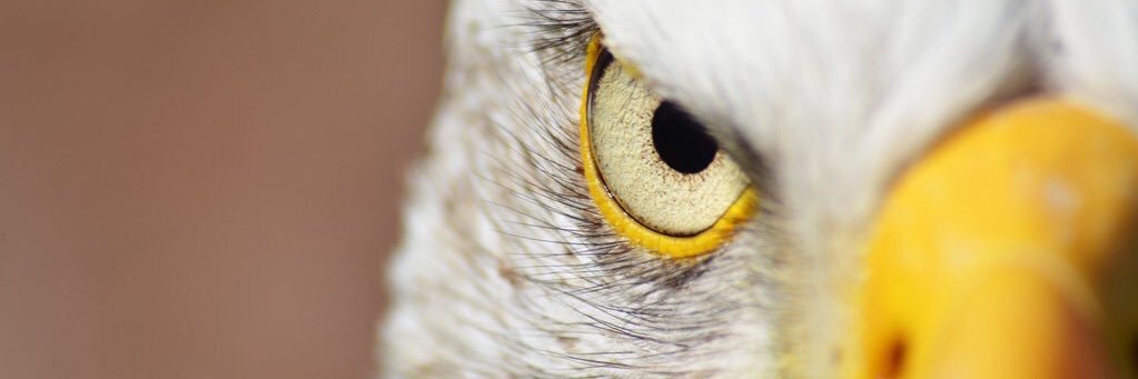 carter_demott's profile banner image
