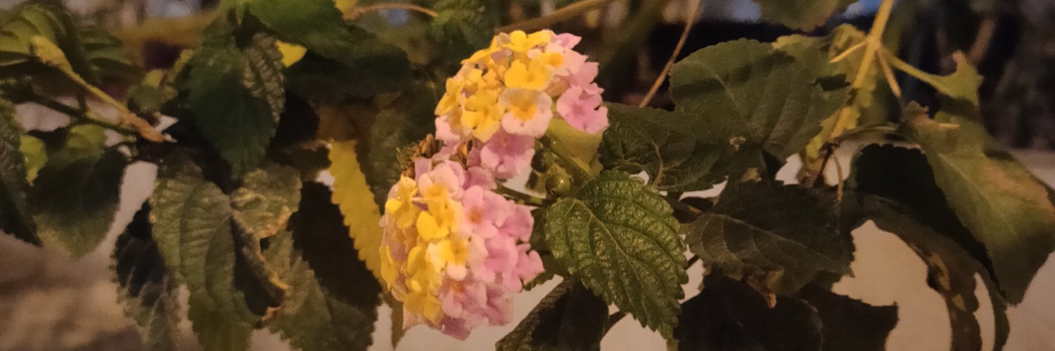 Ahmed Khalifa banner