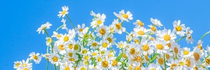 as_ppnara's profile banner image