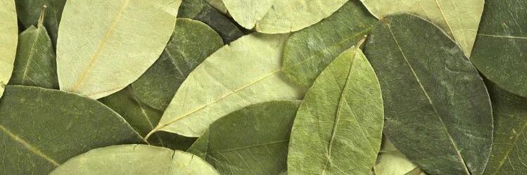 CatusPardo's profile banner image