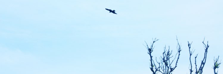 info_bullion's profile banner image