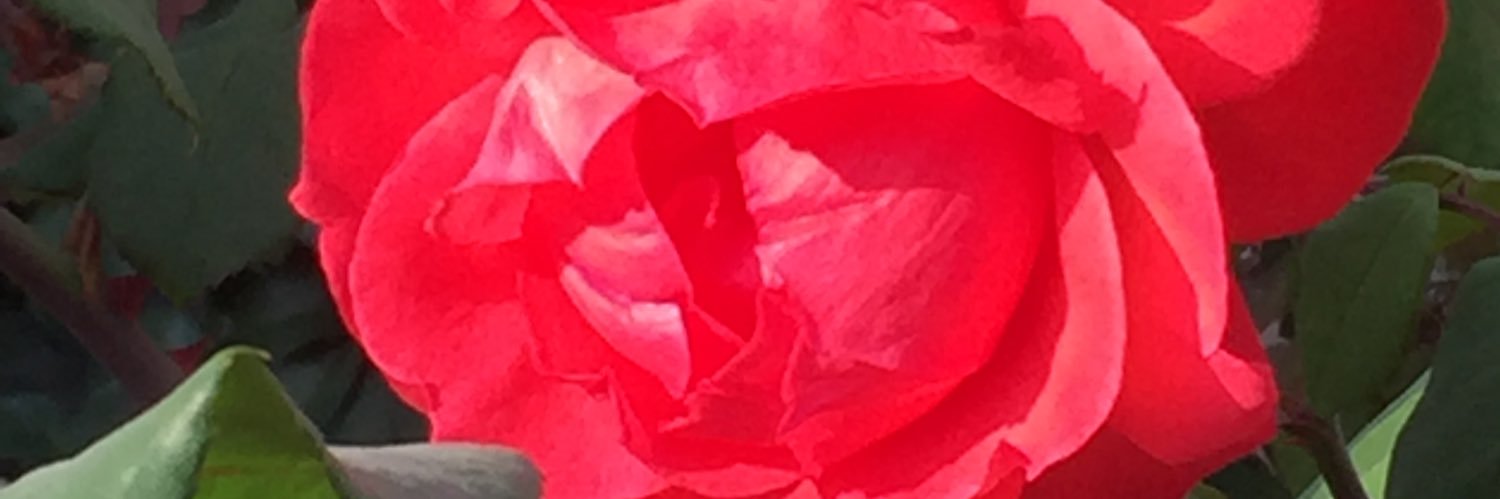 WendyHidalgoP's profile banner image