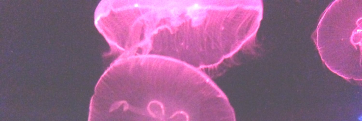 319319_'s profile banner image
