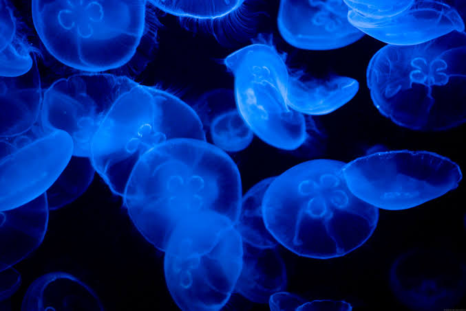 イス banner