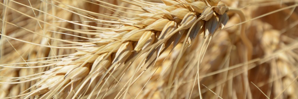 SD Wheat  banner