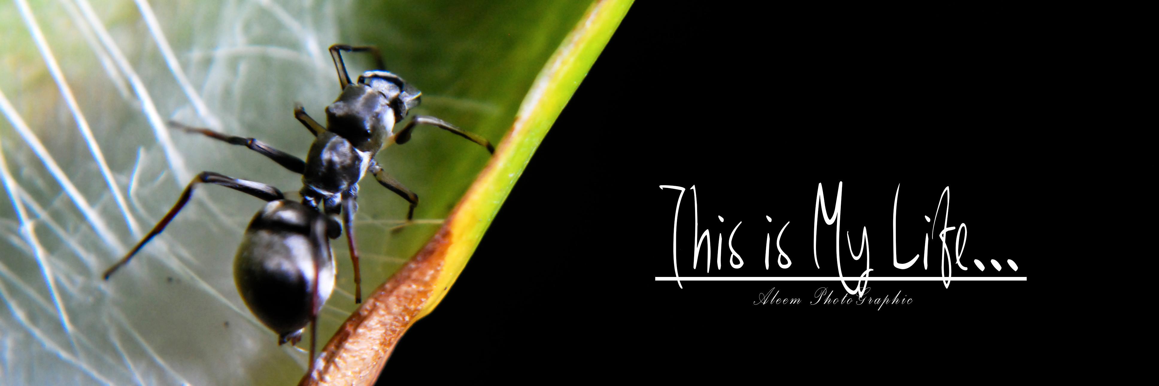 halim5203's profile banner image