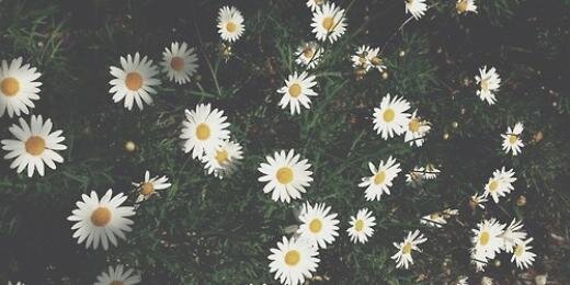 ankagal's profile banner image