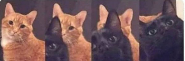 CatMacroz Profile Banner