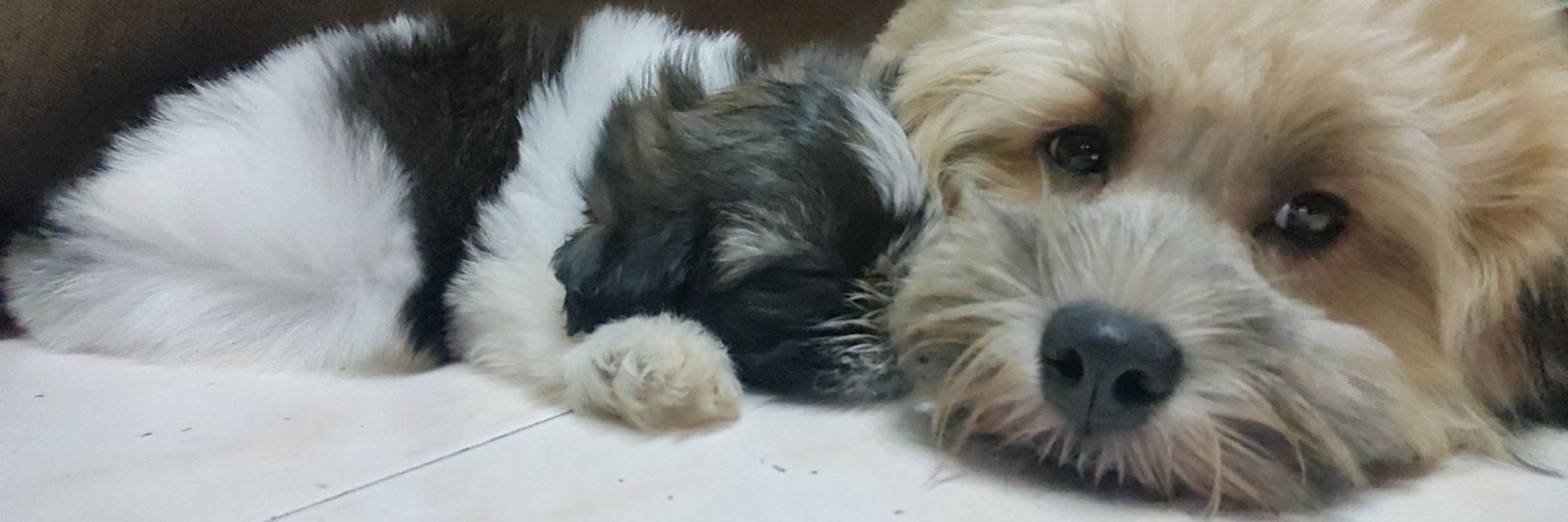 iamChacheey's profile banner image