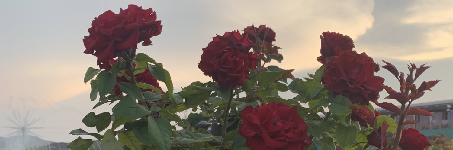 ss_ss141's profile banner image