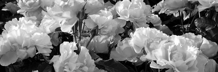 daninemee's profile banner image