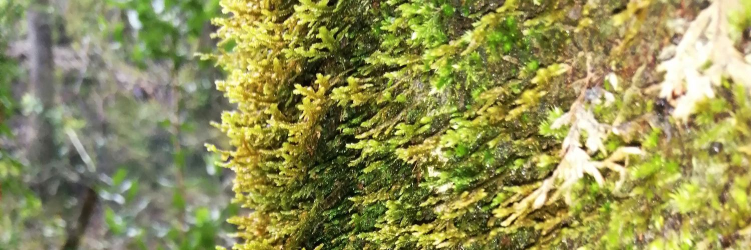 ccea8va's profile banner image