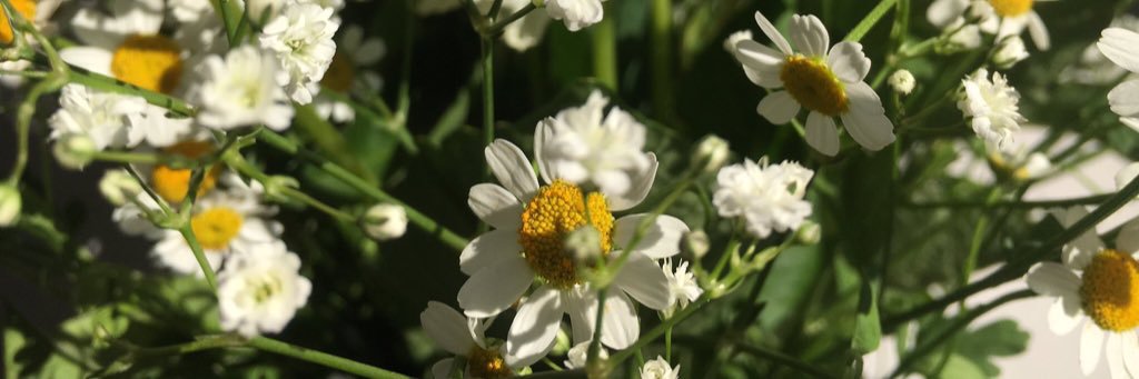 anouk_conta's profile banner image