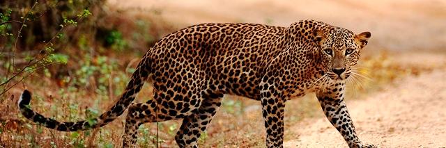 TalentLeopard's profile banner image