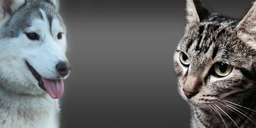 PetPure's profile banner image