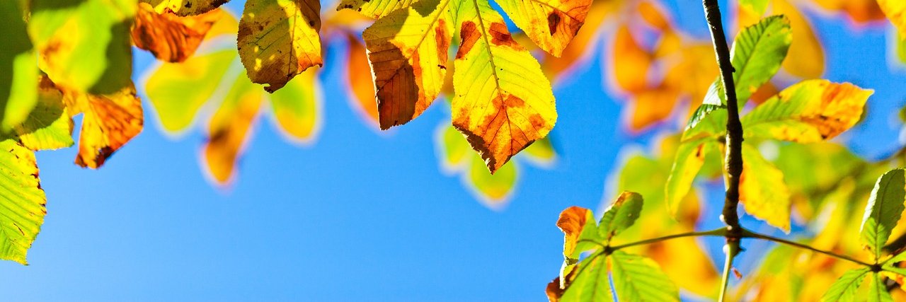 misapuntesdelec's profile banner image