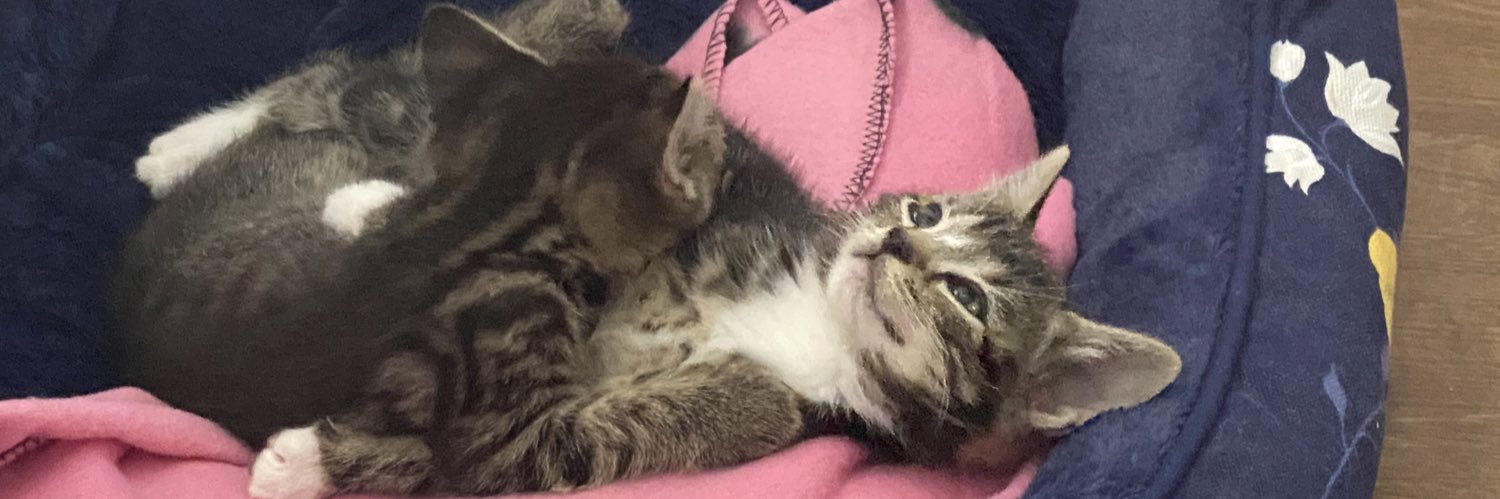 This is Carl🏳️‍🌈😺🏴󠁧󠁢󠁷󠁬󠁳󠁿🍕 banner