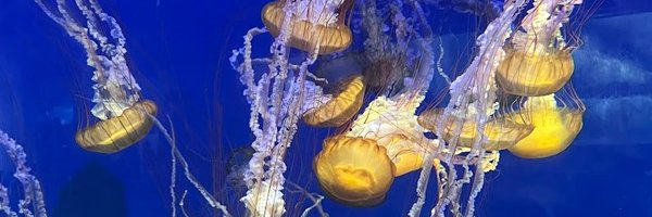 KahliGoBlue Profile Banner