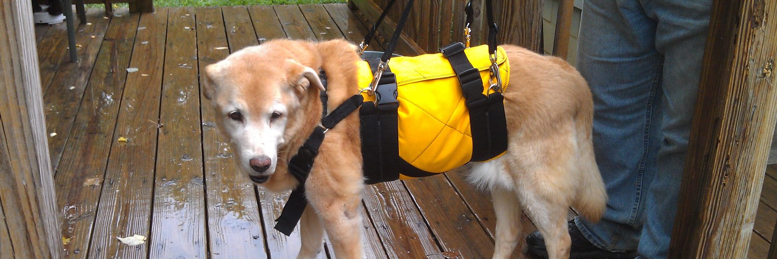 PetSupportSuit's profile banner image