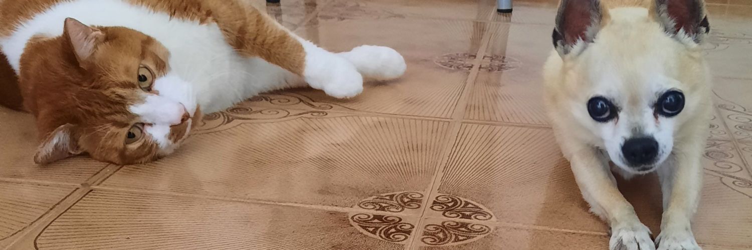 Ariel__yuki's profile banner image