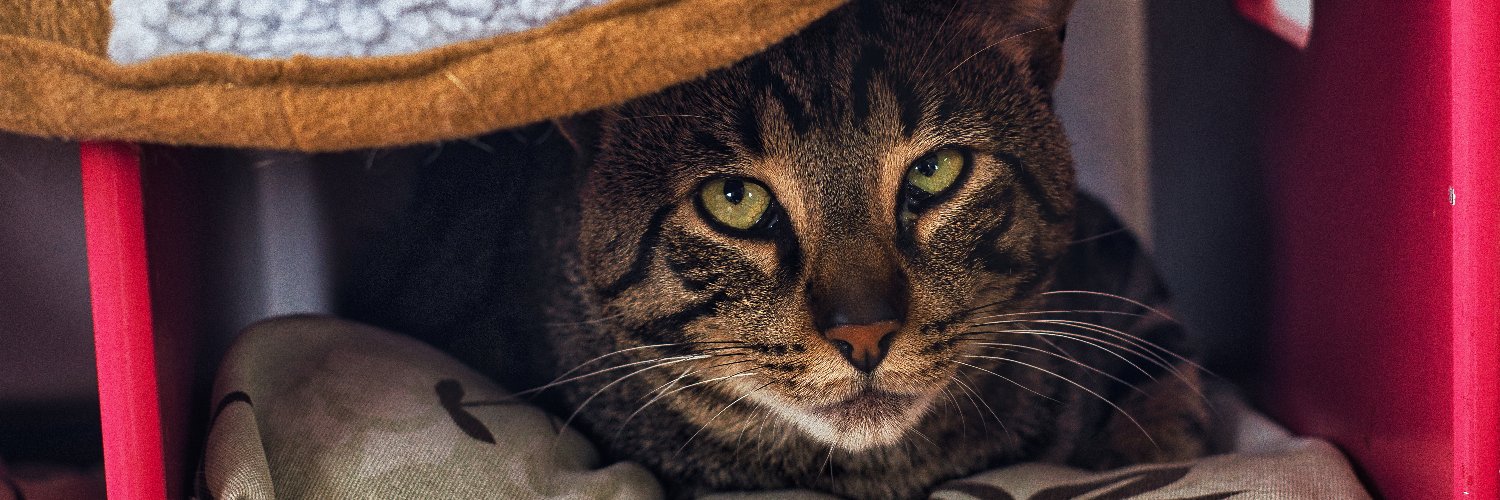 Jose Pródigo banner