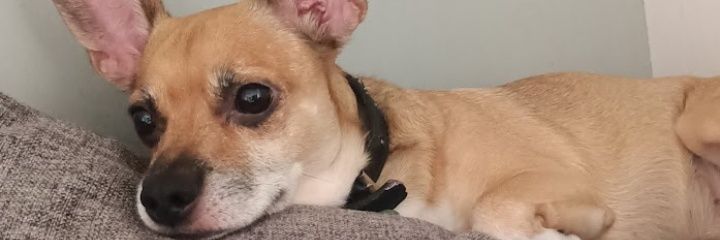 DenisseEsquer's profile banner image