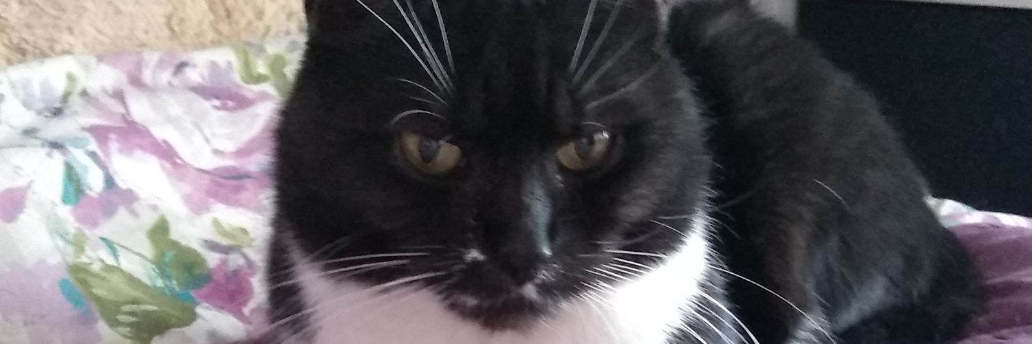 PunkdMay's profile banner image