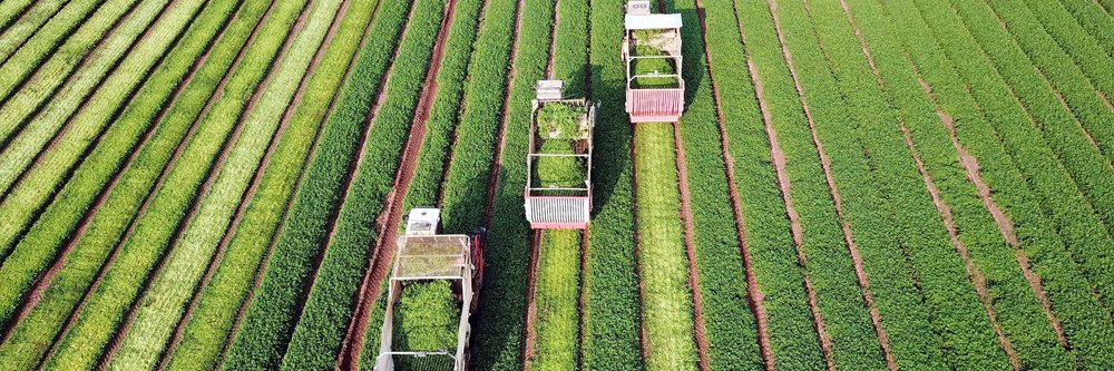 International Fresh Produce Association banner