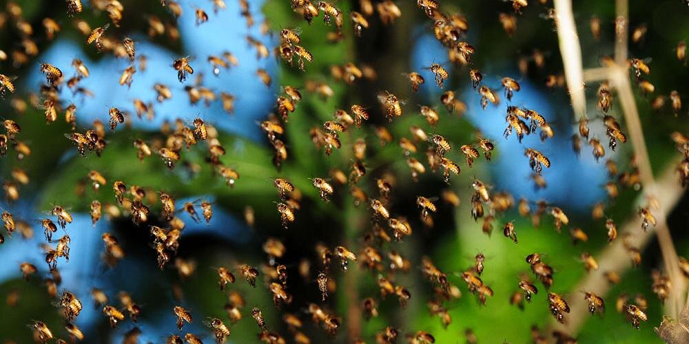 TheBeeGuardians's profile banner image