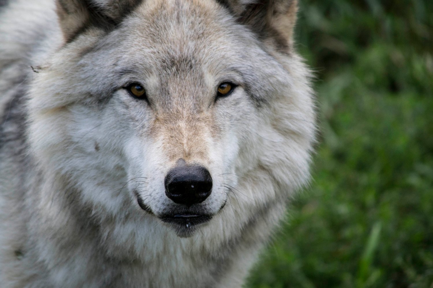 Zoo Ecomuseum banner