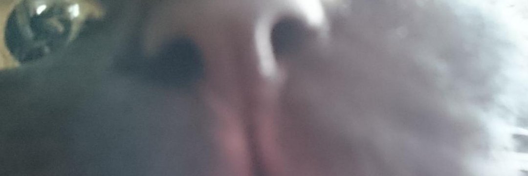 orcacentsr's profile banner image