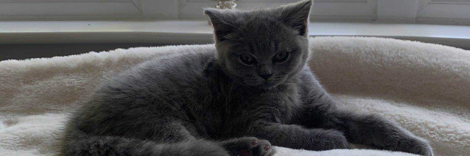 tabbyydaisyy's profile banner image