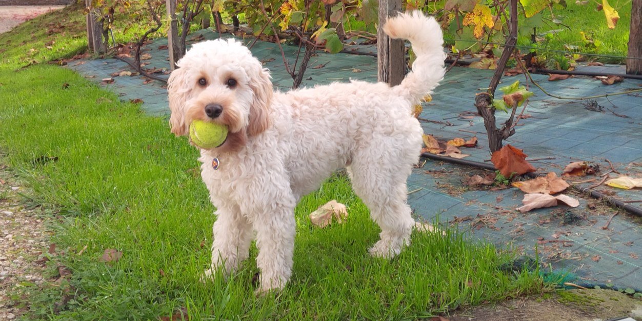 supercooperdawg's profile banner image