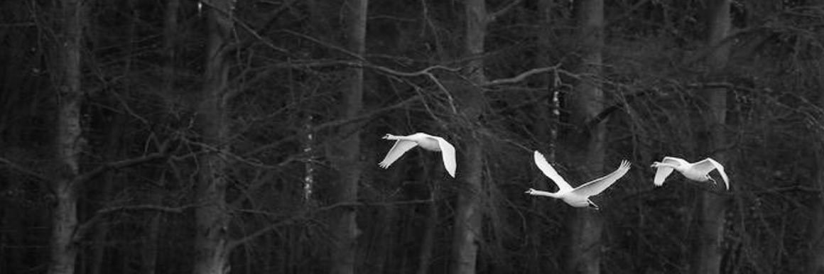 _llill4's profile banner image