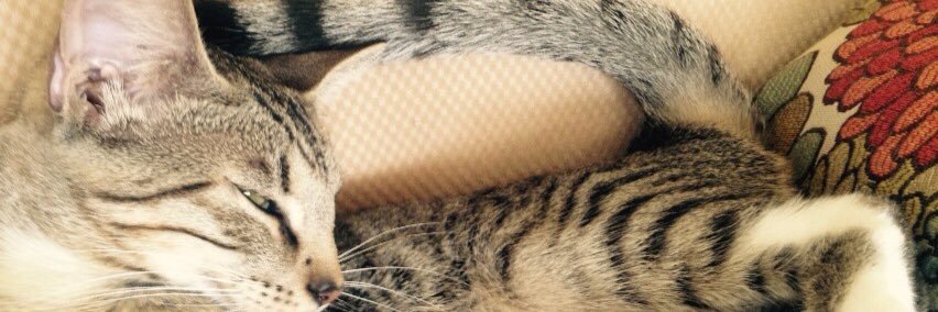RandelHannah's profile banner image