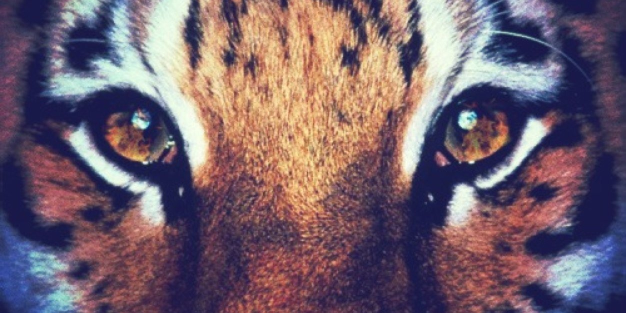MUTigerPak's profile banner image