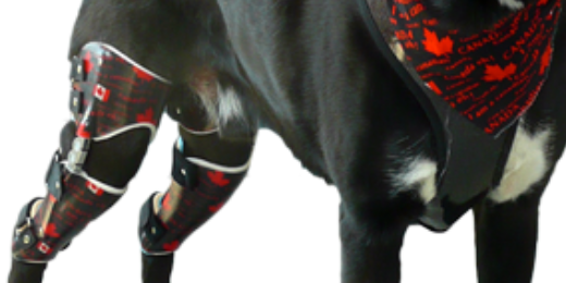 PawsAbility banner