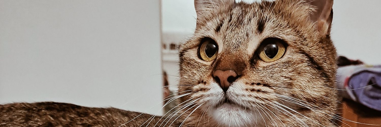 paulimaccio's profile banner image