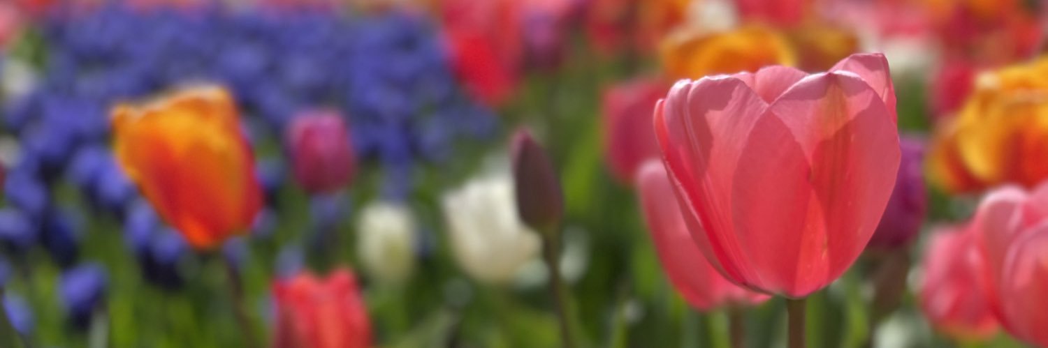 Samallyson's profile banner image