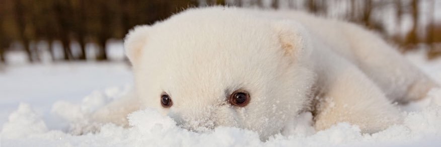 ztegl's profile banner image