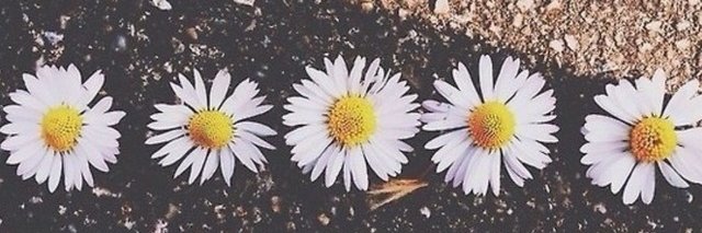 SujehidyRodrigz's profile banner image