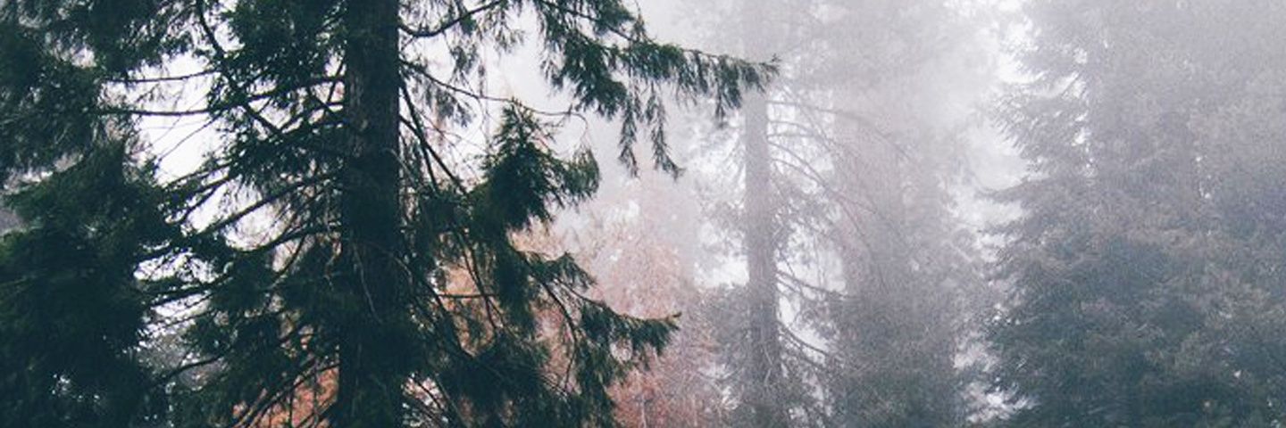 Carissa banner
