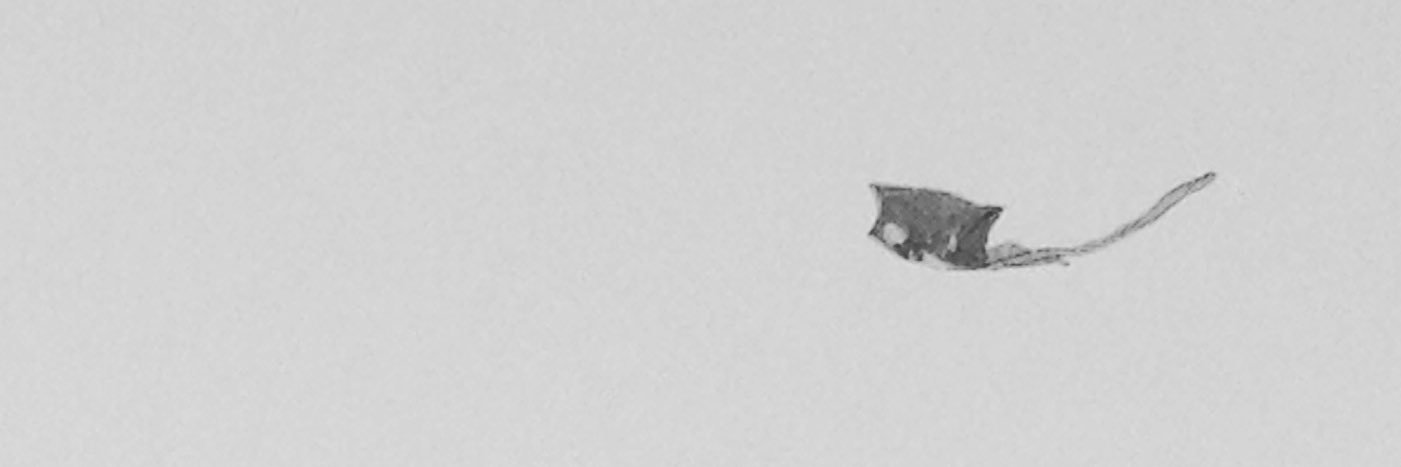 ylcara's profile banner image