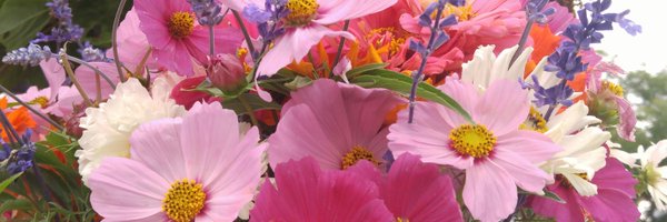 amymangan Profile Banner