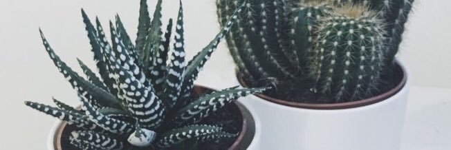 MillieLeech's profile banner image