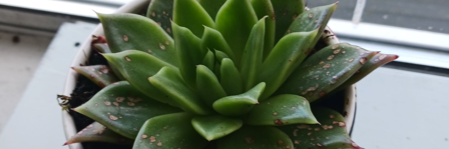 grynch98's profile banner image