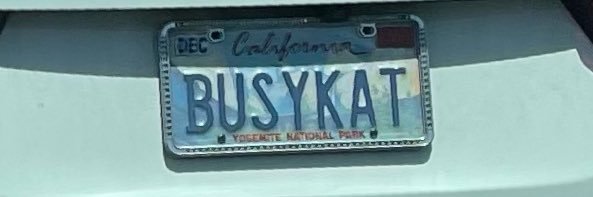 🅷🄾🅲🄺🅴🅈 Cat 🏒- 🐈 🇺🇸 banner